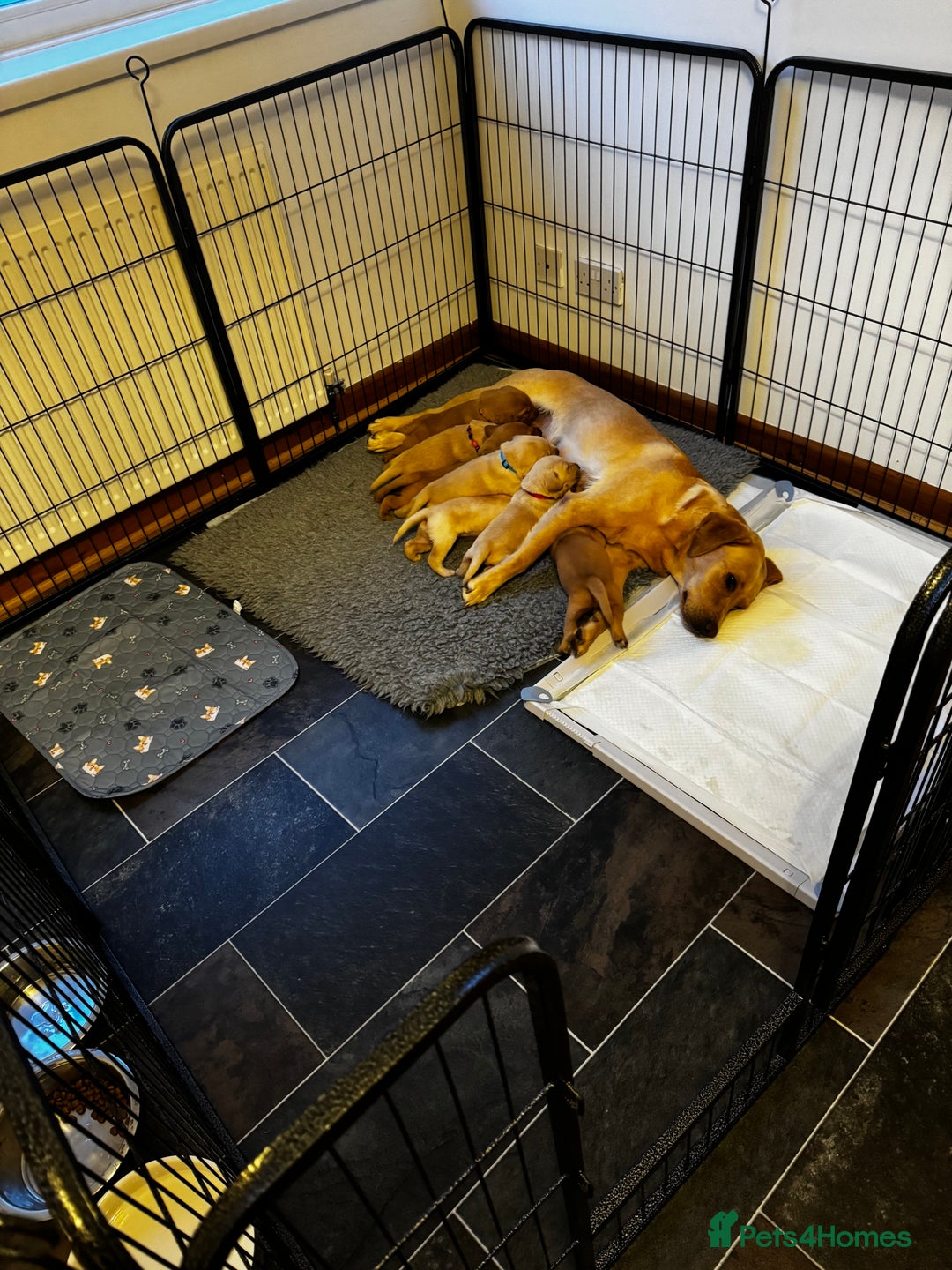 Labrador Retriever dogs for sale: Champion Bloodlines KC Labrador Retriever Puppies - Image 9