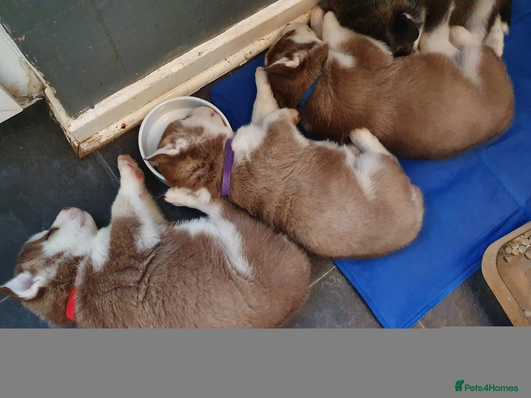 Siberian Husky dogs for stud: *STUD* - Advert 2