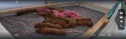 Dogue De Bordeaux dogs for sale: Stunning KC Dogue de Bordeaux Puppies in Bradford - Advert 6
