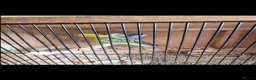 Budgerigars birds for sale: Budgies  in Worksop - Advert 9
