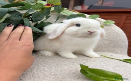 Mini Lop rabbits for sale: Mini lops for sale *ready to leave now* - Image 1