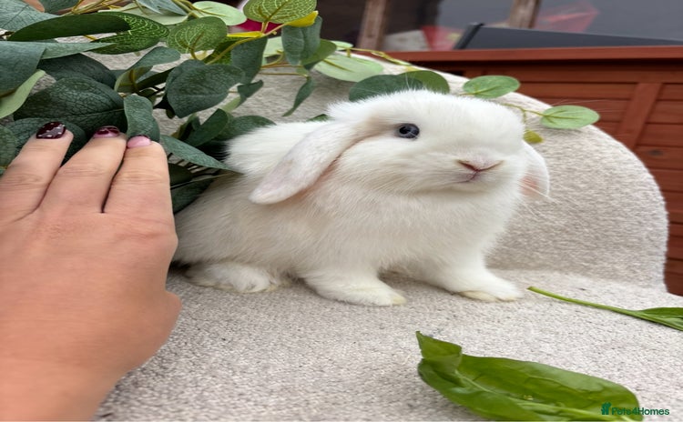 Mini Lop rabbits - Advert 2