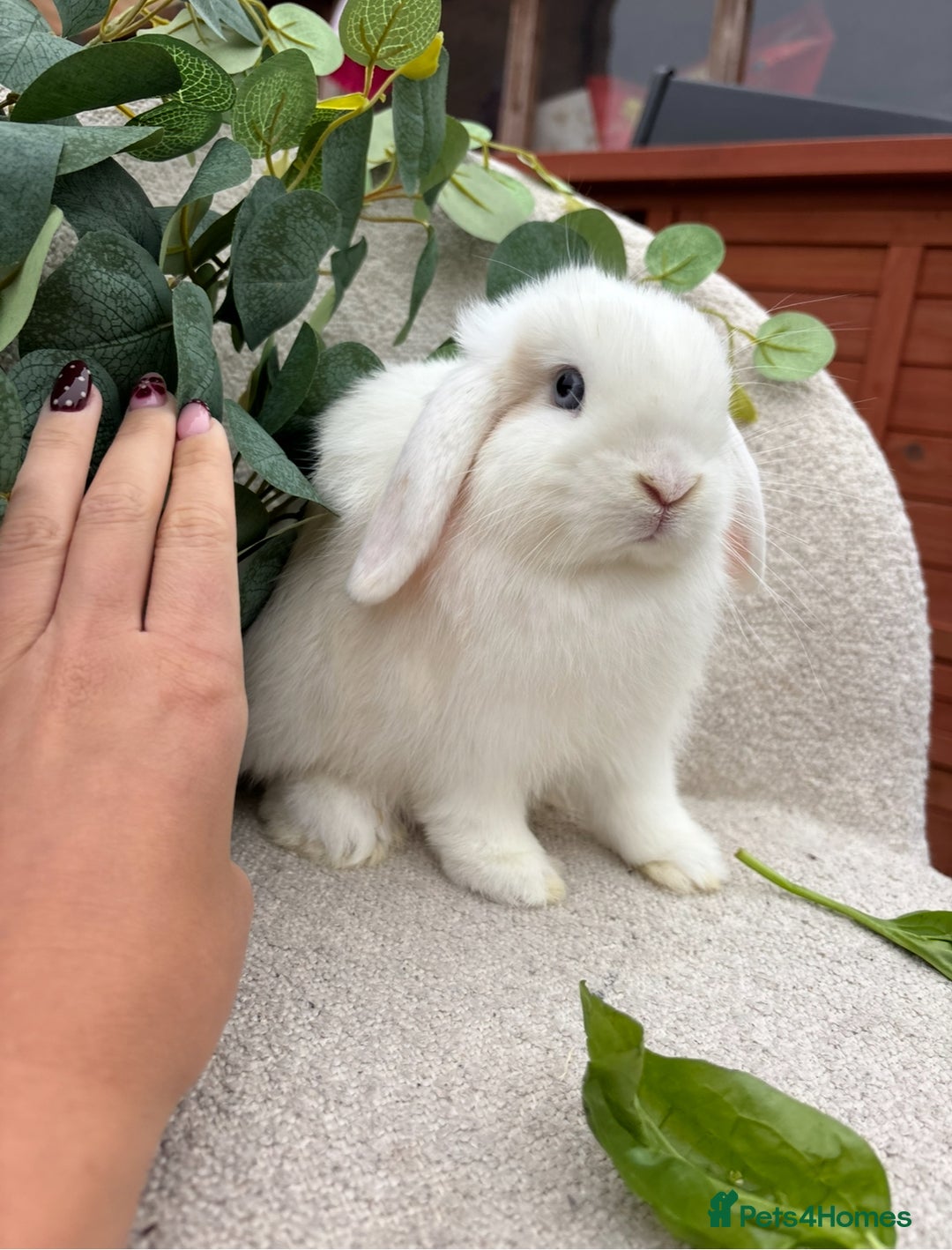 Mini Lop rabbits for sale: Mini lops for sale *ready to leave now* - Image 1