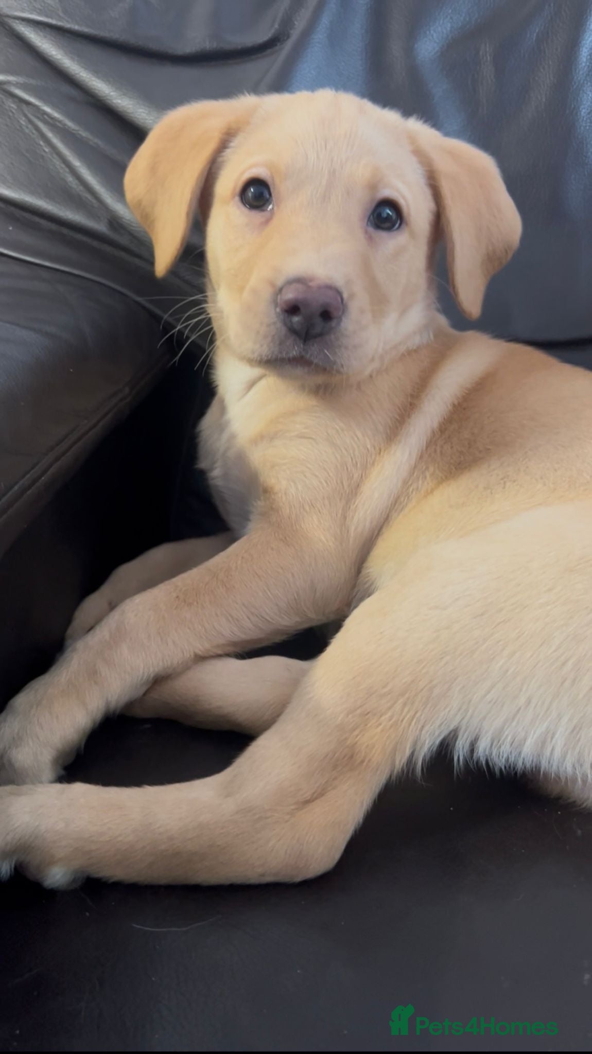 Labrador Retriever dogs for sale: 🐾❤️Beautiful Labrador puppies❤️🐾 - Advert 4