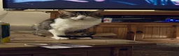 Mixed Breed cats for sale: 6 Mixed Ragdoll kittens  in Nelson - Advert 9