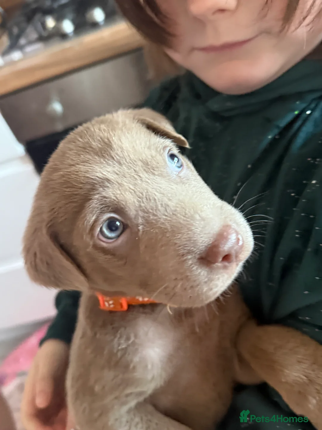 Mixed Breed dogs for sale: 💙💙 1 BEAUTIFUL BLUE BOY left💙💙 - Advert 2