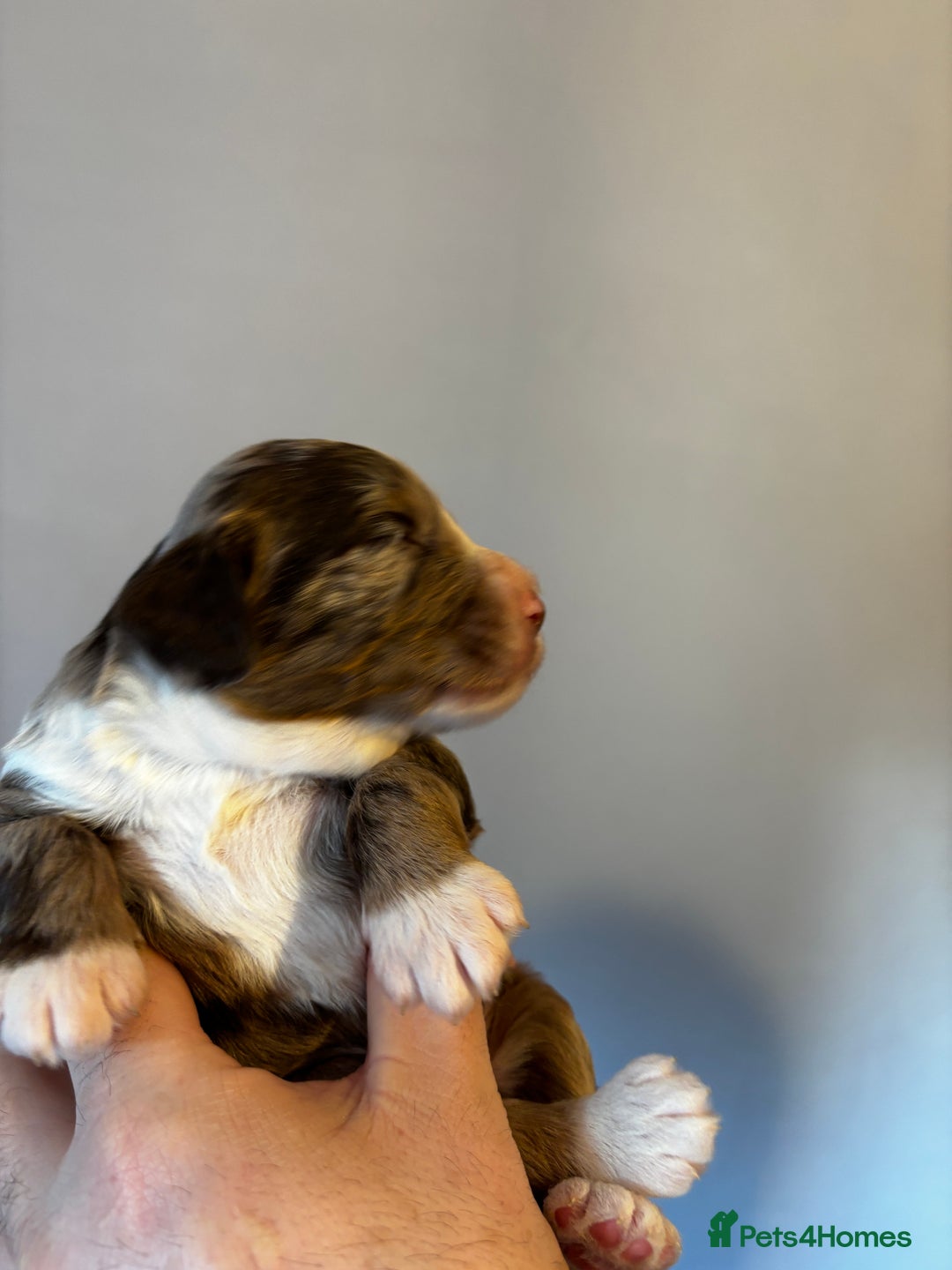 Sproodle dogs for sale: 🐾 Premium Sproodles - Merles & Stunning Parti 🐾 - Advert 17