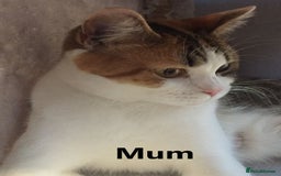 Scottish Fold cats for sale: 3 Scottish Fold Boys STILL AVAILABLE - Image 5