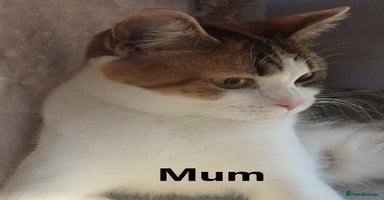 Scottish Fold cats - Advert 5