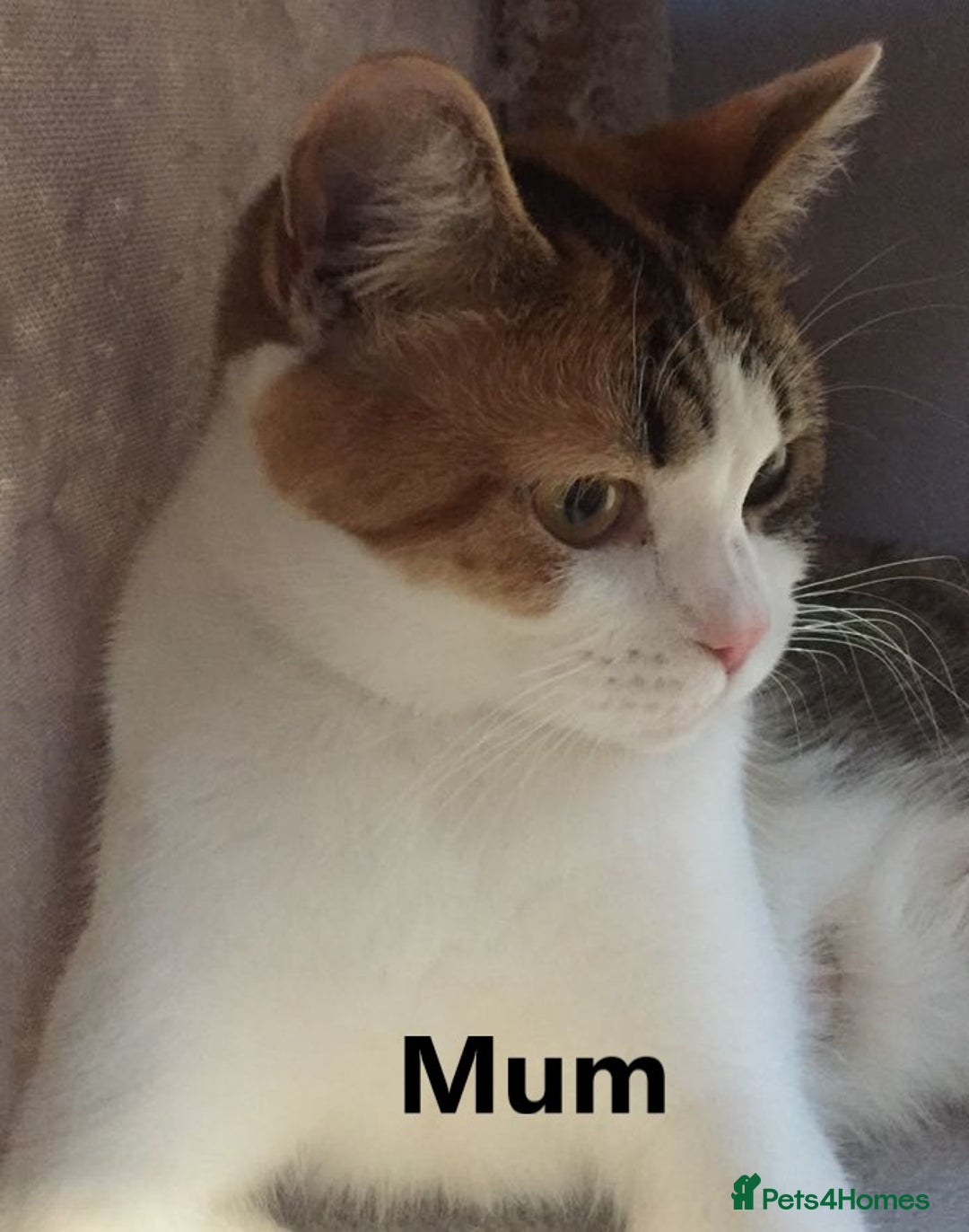 Scottish Fold cats for sale: 3 Scottish Fold Boys STILL AVAILABLE - Image 5
