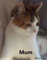 Scottish Fold cats - Advert 13