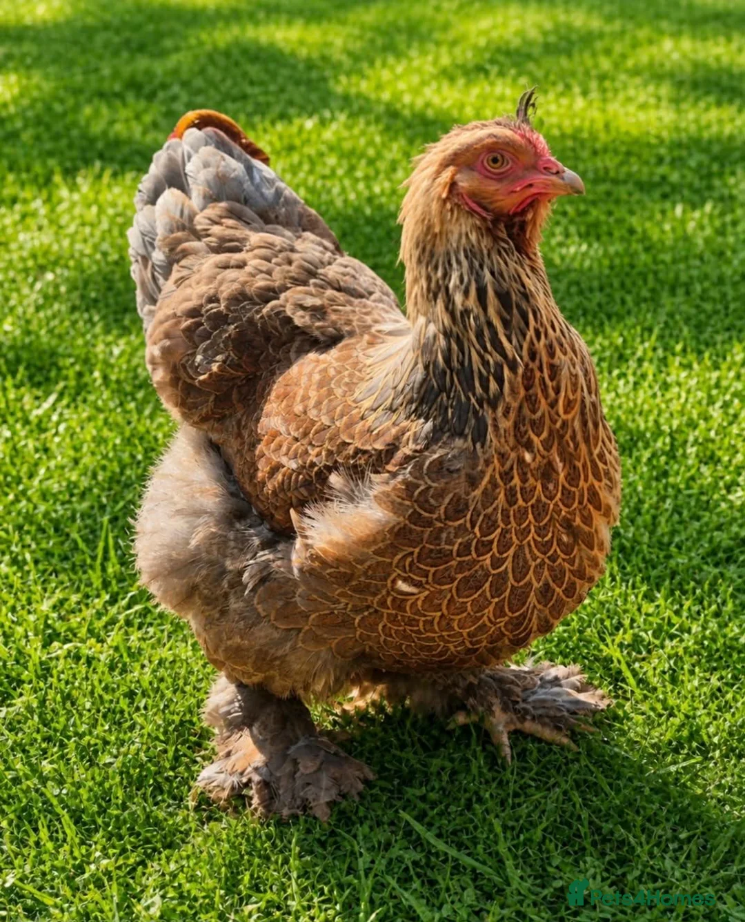 Chickens poultry for sale: POL HENS, CHICKS, QUAIL and DUCKS AVAILABLE  - Advert 13
