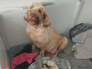 Italian Spinone dogs - Advert 1