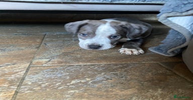 Mixed Breed dogs - Advert 3