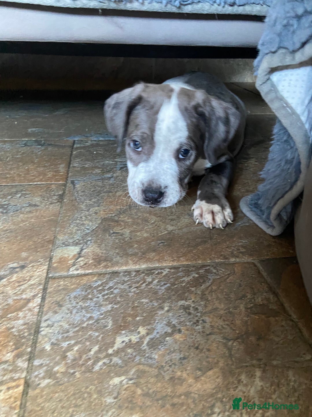 Mixed Breed dogs for sale: NORTH AMERICAN MASTIFF - Image 2