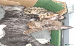 Bengal cats for sale: Beautiful bengal kittens  - Image 3