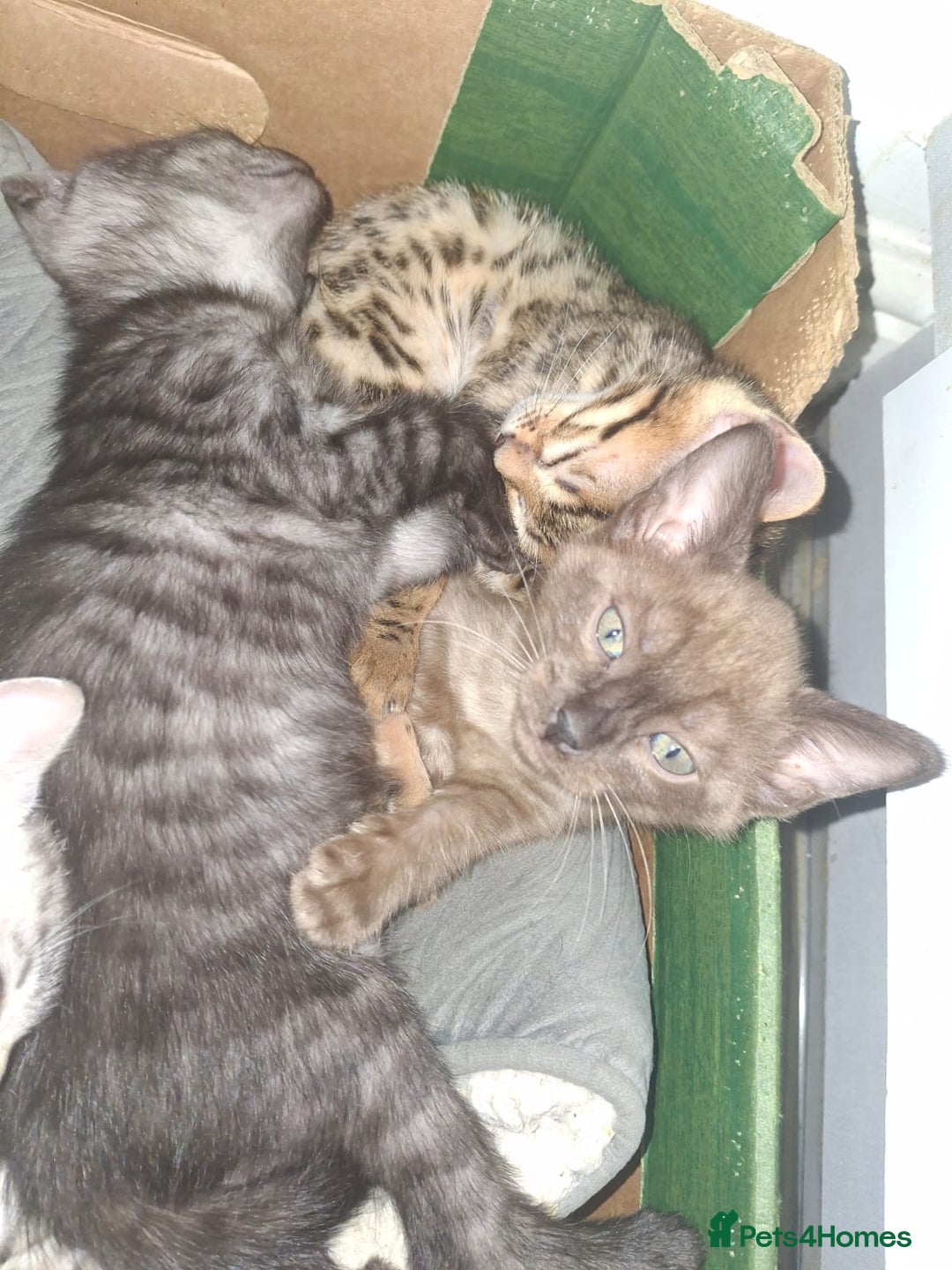 Bengal cats for sale: Beautiful bengal kittens  - Image 3