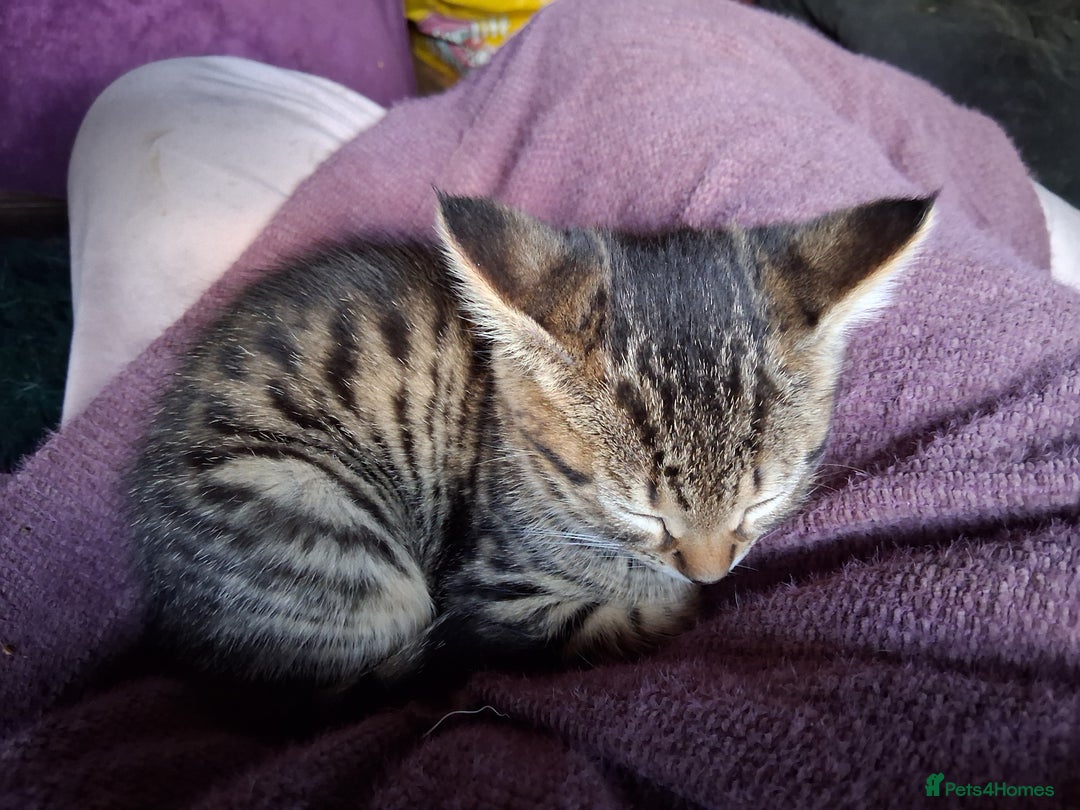 Mixed Breed cats for sale: ⭐️⭐️Stunning Russian Blue X Bengal Kittens ⭐️⭐️⭐️ - Advert 20