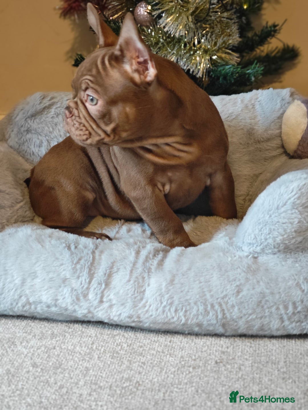 French Bulldog dogs for sale: Reduced Isabella and New Shade Isabella Puppies  - Advert 7