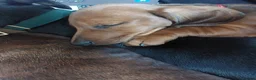 Dachshund dogs for sale: Unusual Red Fade & Red Brindle Standard dachshunds - Advert 8