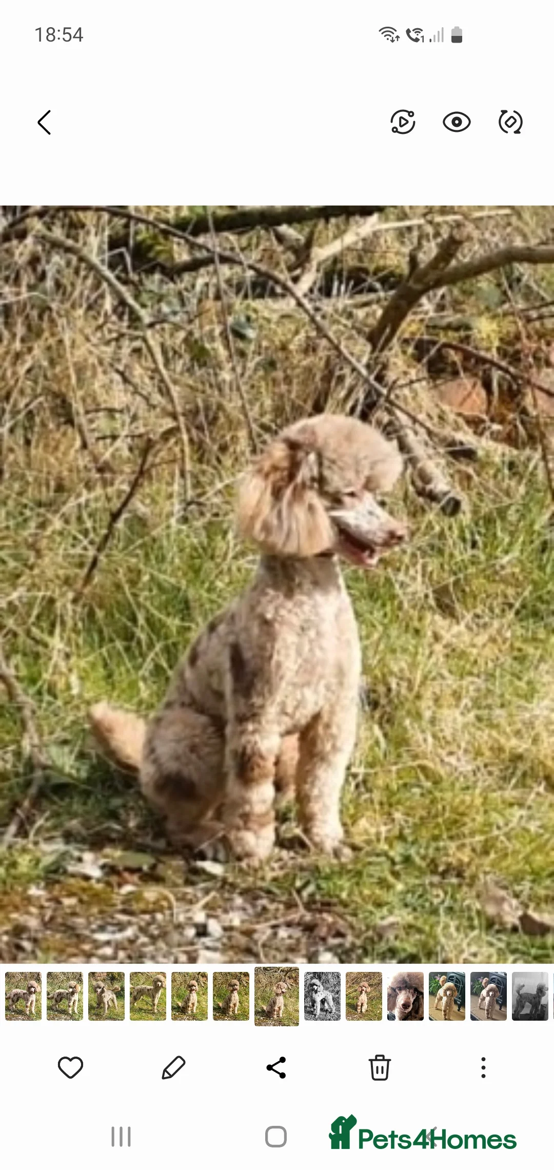 Poodle dogs for stud:  CHCHOCOLATE MERLE POODLE CARRYING PARTI in Todmorden - Advert 6