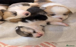 Welsh Corgi Pembroke dogs for sale: 9 Stunning Corgis  - Image 6