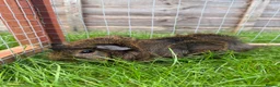 Guinea Pig rodents for sale: Baby guinea pigs! - Advert 3