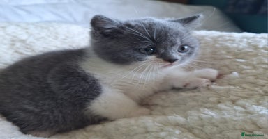 British Shorthair cats - Advert 4