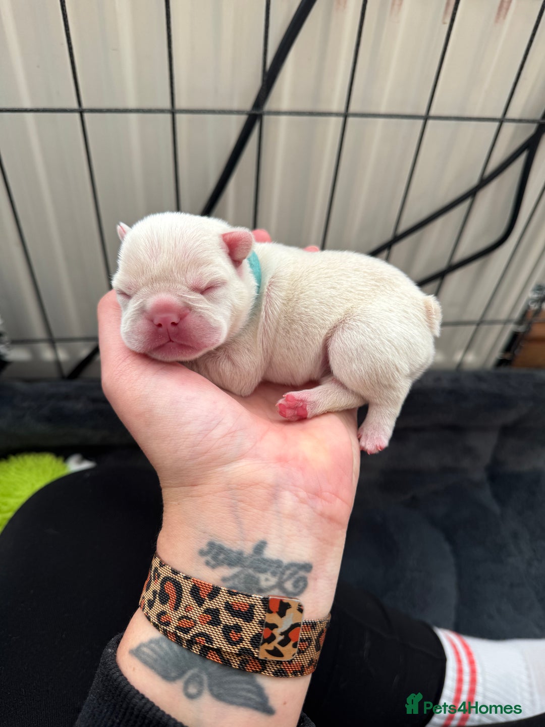 French Bulldog dogs for sale: Last 2 girls left! KC registered French Bulldogs - Advert 8