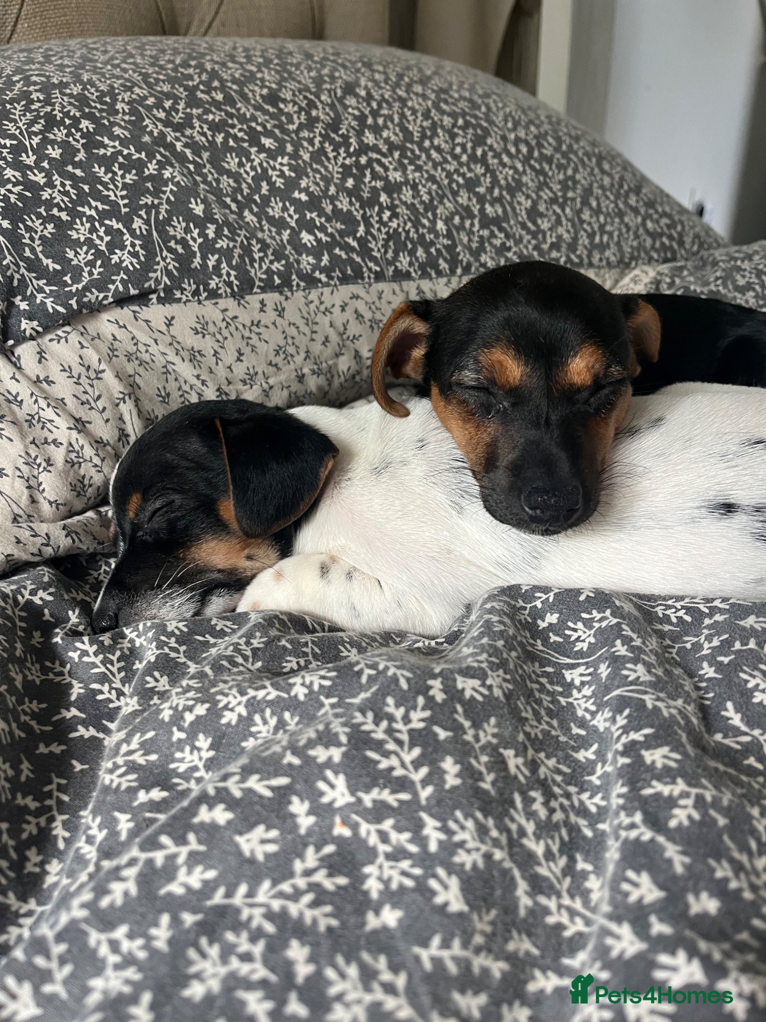 Jack Russell dogs  Beautiful Jack russels looking for loving home - Advert 2