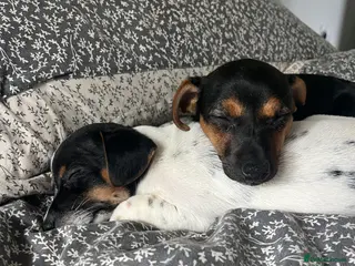 Jack Russell dogs Beautiful Jack russels looking for loving home - Advert 2