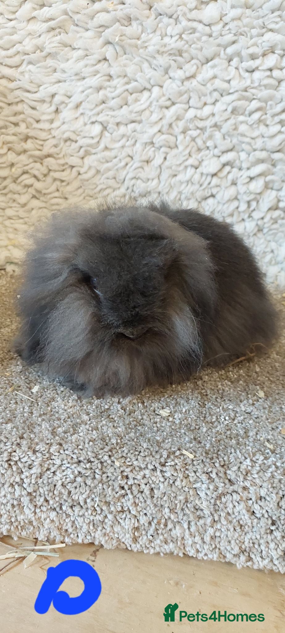 Mini Lion Lop rabbits  10weeks Mini lionlop Sable doe  - Advert 6