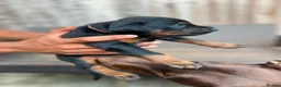 Dobermann dogs for sale: ❤️ Exceptional Family-Raised Doberman Puppies ❤️ - Advert 13