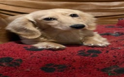 Miniature Dachshund dogs for stud: Long coat cream stud - Image 3