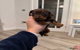 Miniature Dachshund dogs for sale: Miniature dachshund puppies. KC REG, PRA CLEAR 🥰 - Advert 3