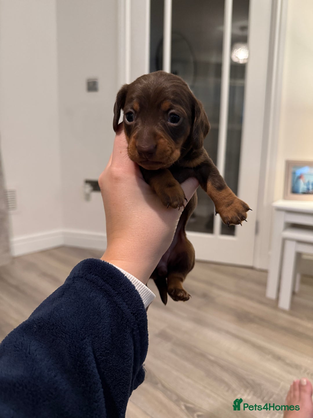 Miniature Dachshund dogs for sale: Miniature dachshund puppies. KC REG, PRA CLEAR 🥰 - Advert 3