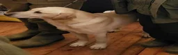 Labrador Retriever dogs for sale: FtCh Sired puppy  - Advert 3