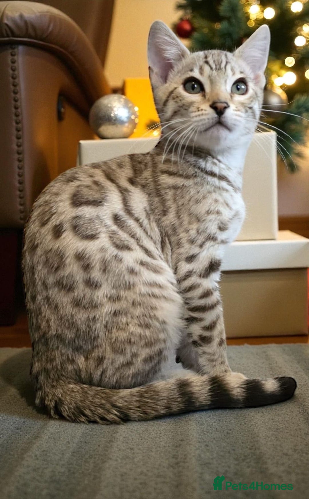 Bengal cats for sale: Championship Bengal Kittens  - Advert 6