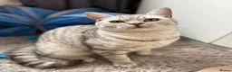 British Shorthair cats for sale: British short hair x Scottish fold kittens - Advert 5