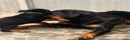 Rottweiler dogs for sale: ⭐️4 Rottweiler Boys For Sale ⭐️ - Advert 5