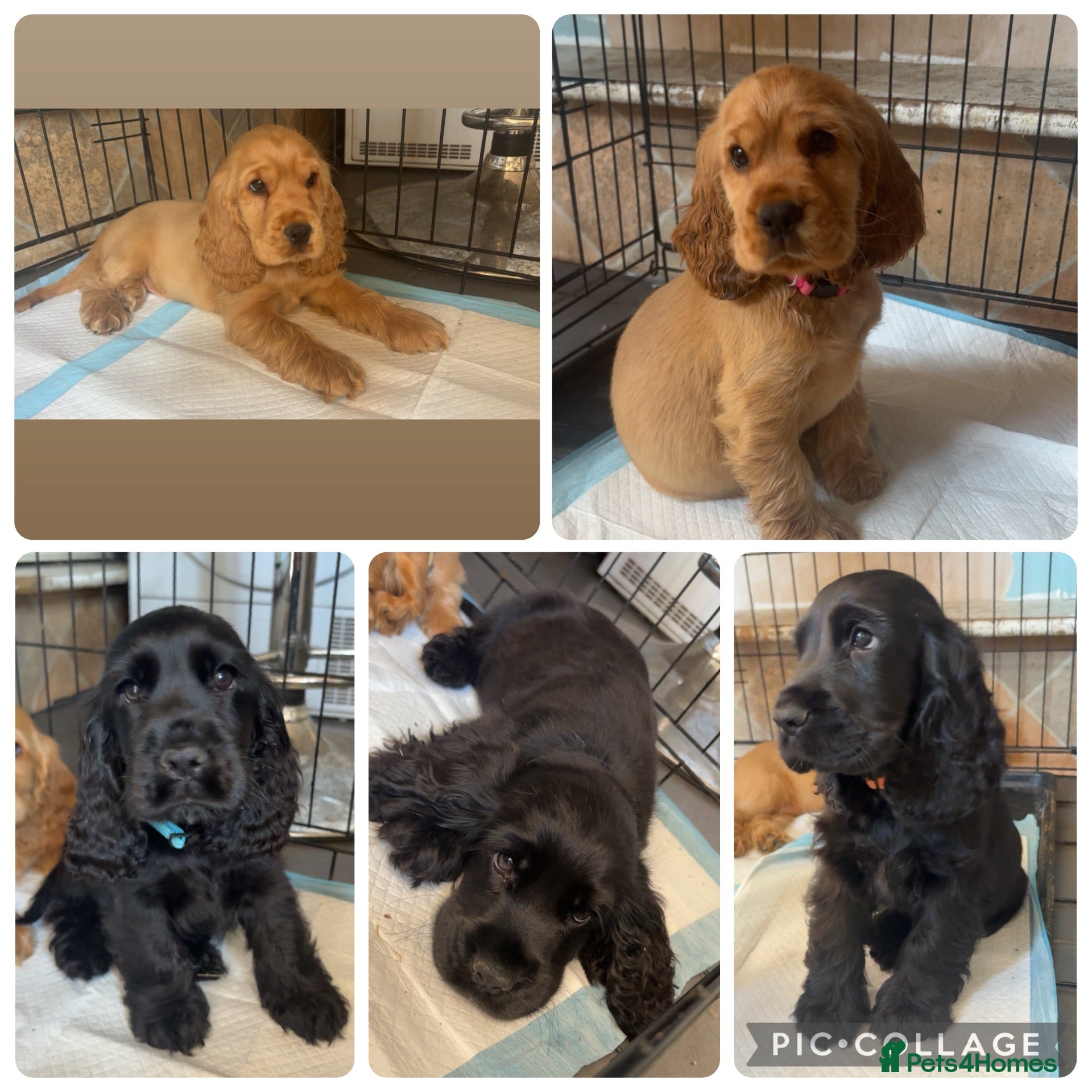 Mixed Breed dogs Beautiful Show Cocker Spaniel Puppies - Advert 1