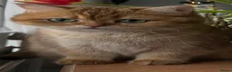 British Longhair cats for sale: Chocolate-Golden British BLH and BSH kittens  - Advert 27