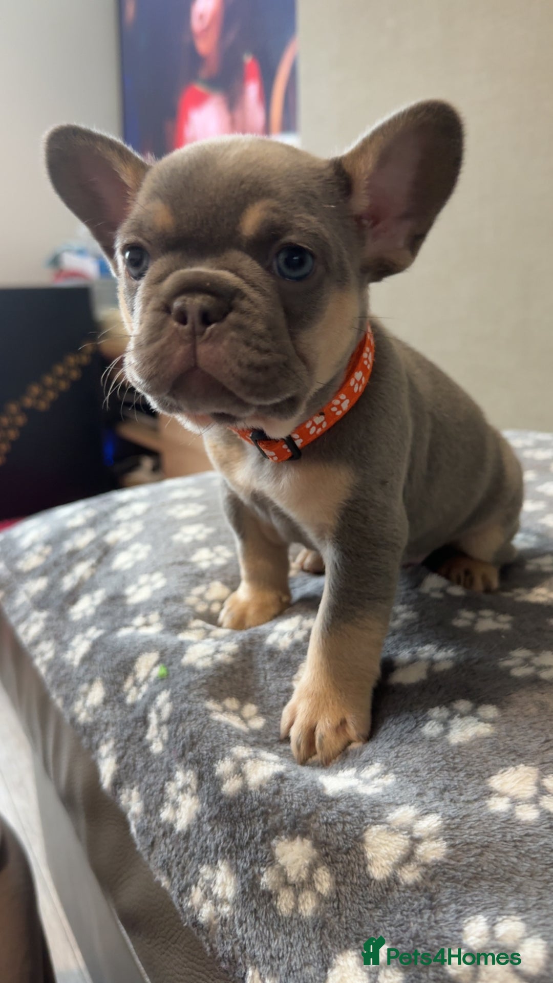 French Bulldog dogs for sale: *FLUFFY FRENCHIE’S* - Image 6