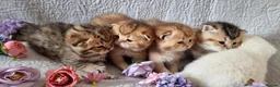British Shorthair cats for sale: 💖GOLDEN, TABBY, COLOURPOINT BSH KITTENS💖 - Advert 2