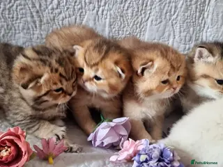 British Shorthair cats 💖GOLDEN, TABBY, COLOURPOINT BSH KITTENS💖 - Advert 14