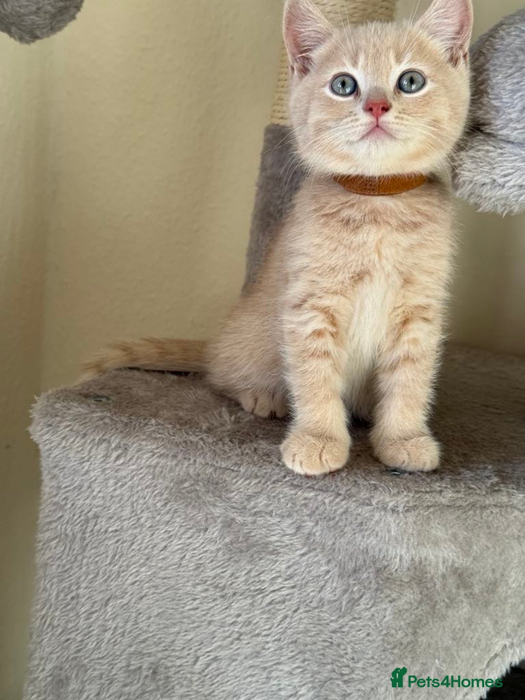 British Shorthair cats for sale: Mix British shorthair kittens for sale  - Image 17