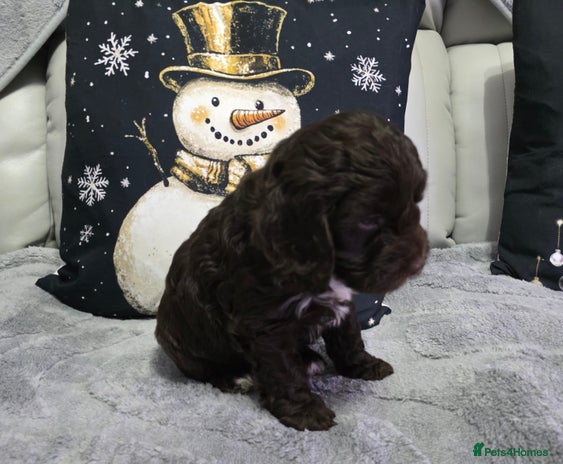 Cockapoo dogs Stunning f1 cockapoo pups - Advert 3