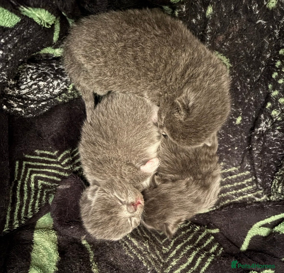 Ragdoll cats Ragdoll x British shorthair  - Advert 1