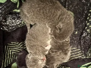 Ragdoll cats Ragdoll x British shorthair - Advert 1