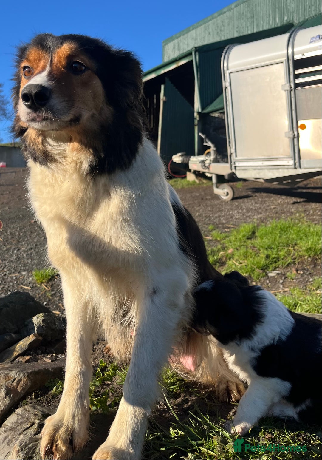 Border Collie dogs for sale: Stunning Tri Border Collie puppies for sale - Advert 2